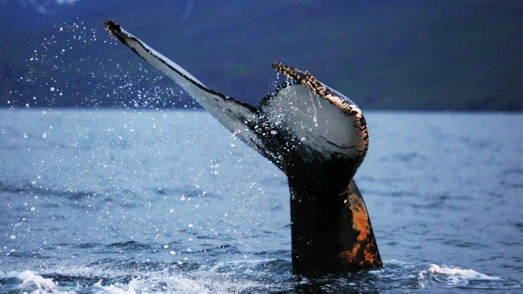 Walvisspotten IJsland